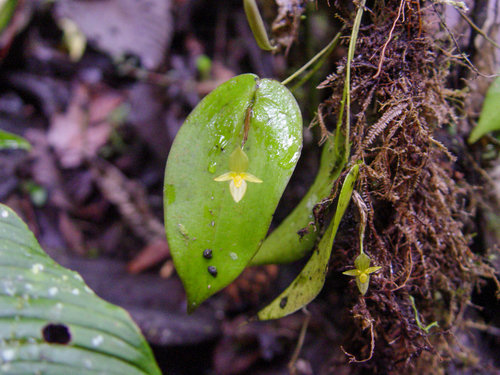 Pleurothallis prolaticollaris, photograph 5