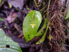 (c) Frank Dietze, some rights reserved (CC BY) Pleurothallis prolaticollaris, photograph (c) Frank Dietze, some rights reserved (CC BY)