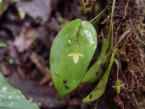 Pleurothallis prolaticollaris, photograph 6