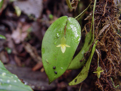 Pleurothallis prolaticollaris, photograph (c) Frank Dietze, some rights reserved (CC BY)