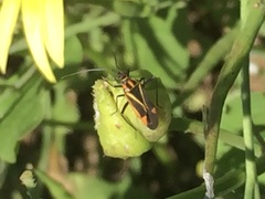 Hadrodemus noualhieri