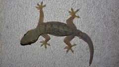 Hemidactylus platyurus