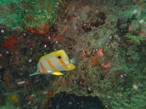 Chelmon rostratus