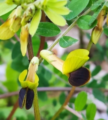 Vicia melanops