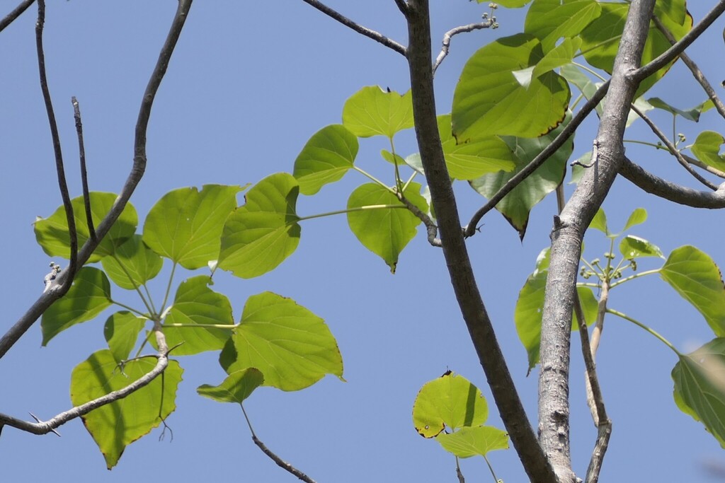 Gyrocarpus americanus; photograph (c) Dinesh Valke, some rights reserved (CC BY-SA)