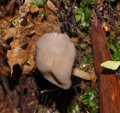 Helvella fibrosa