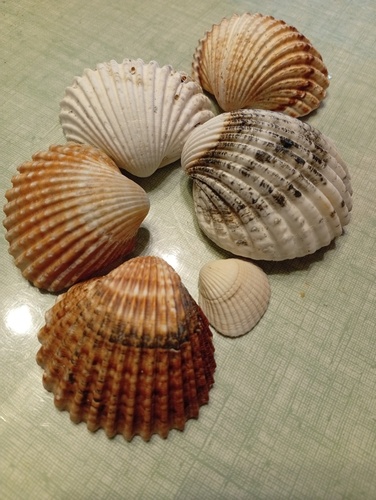 Acanthocardia tuberculata