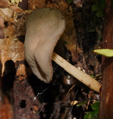 Helvella fibrosa