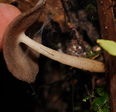 Helvella fibrosa