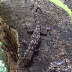 Hemidactylus platyurus