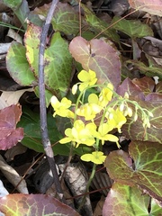 Epimedium