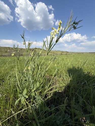 Lathyrus pannonicus, photograph 2