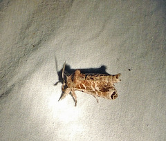 Inguromorpha arcifera