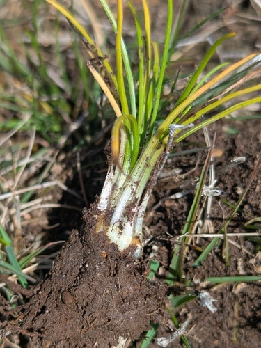 Isoetes histrix, 2026-05-07
