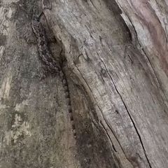 Hemidactylus platyurus