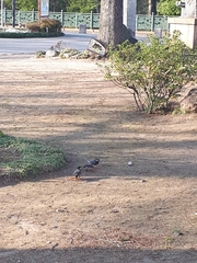 Spodiopsar cineraceus