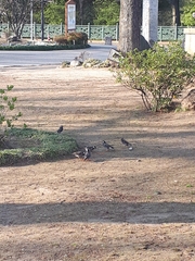 Spodiopsar cineraceus