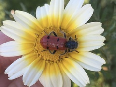 Trichodes octopunctatus