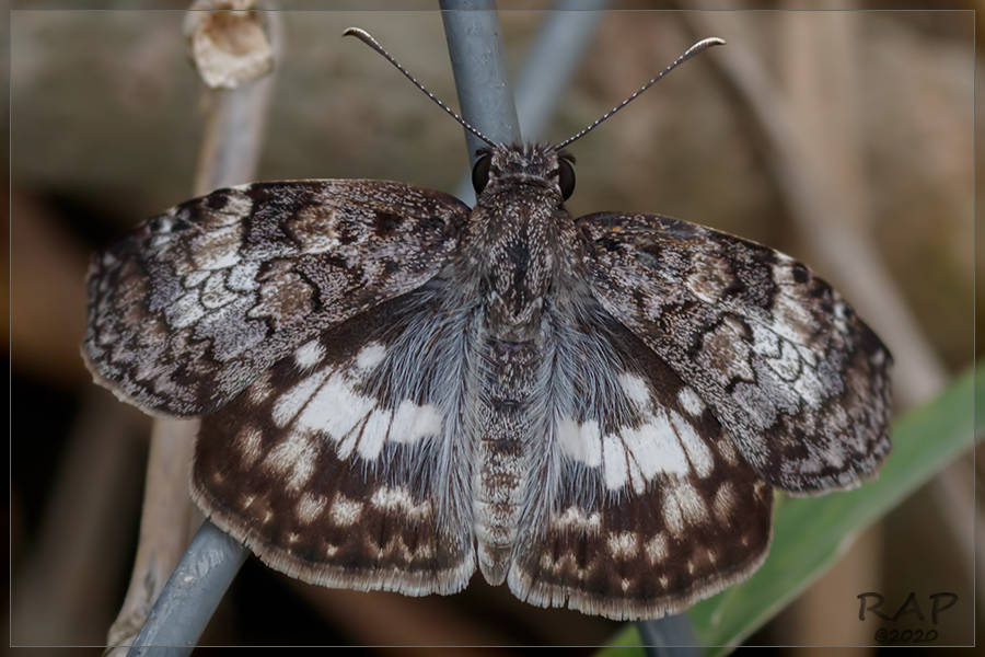 White-patched Skipper
