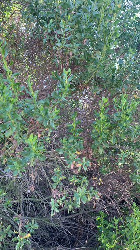 iNaturalist observation photo of coyote brush