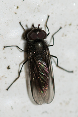 Melangyna quadrimaculata