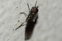 Melangyna quadrimaculata