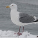 Cook Inlet Gull - Photo (c) M. Goff, some rights reserved (CC BY-NC-SA), uploaded by M. Goff