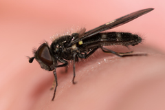 Melangyna quadrimaculata