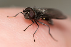 Melangyna quadrimaculata