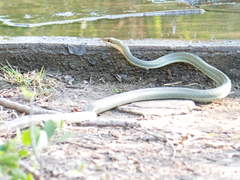 Masticophis schotti ruthveni