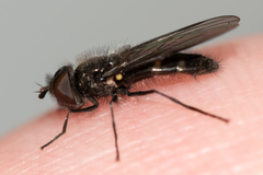 Melangyna quadrimaculata