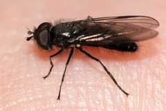 Melangyna quadrimaculata