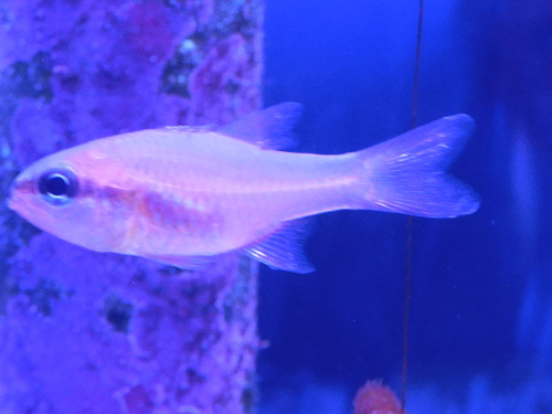 Sawcheek cardinalfish (Apogon quadrisquamatus) — Apogonidae — 3