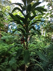 Cordyline rubra