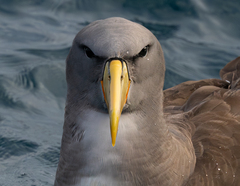 Chatham Albatross photo 1