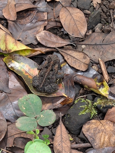 Rhinella marina observed 2026-05-03