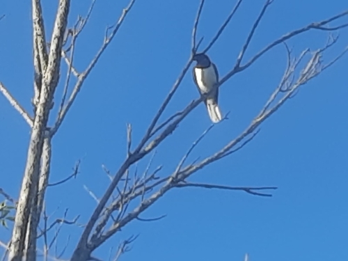 Curl-crested Jay