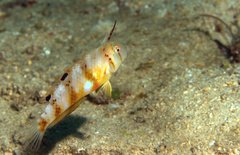 Iniistius aneitensis