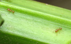 Wasmannia auropunctata