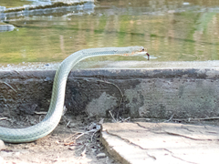 Masticophis schotti ruthveni