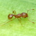 Little Fire Ant - Photo (c) Steve Wells, some rights reserved (CC BY-NC)