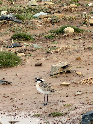 iNaturalist image
