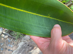 (c) topeuna, some rights reserved (CC BY) Philodendron callosum, photograph (c) topeuna, some rights reserved (CC BY)