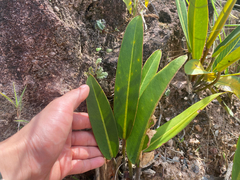 (c) topeuna, some rights reserved (CC BY) Philodendron callosum, photograph (c) topeuna, some rights reserved (CC BY)