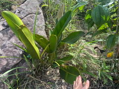 (c) topeuna, some rights reserved (CC BY) Philodendron callosum, photograph (c) topeuna, some rights reserved (CC BY)