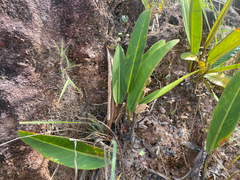 Philodendron callosum