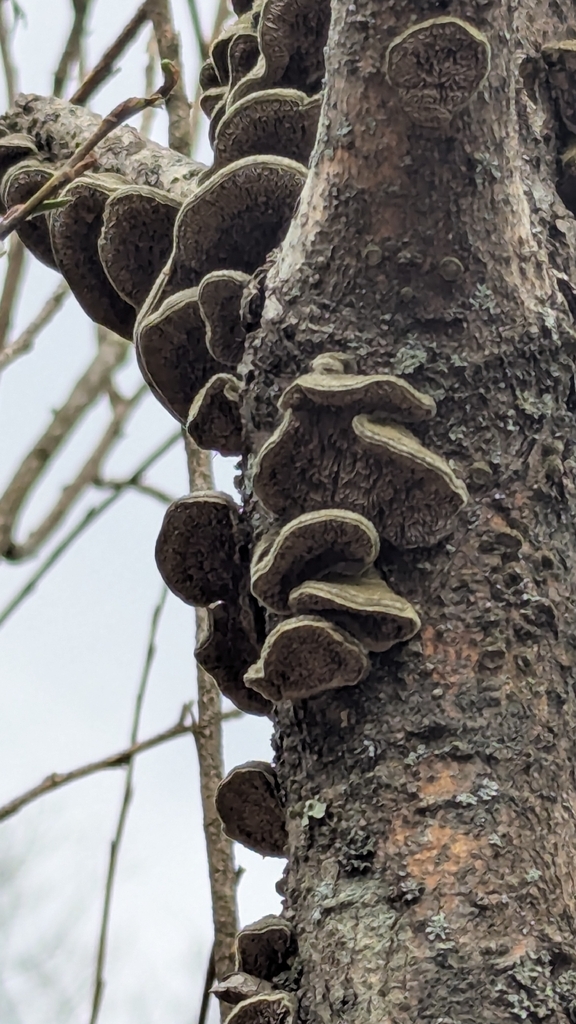 Cerrena unicolor · May 2026 · photo: © ritaclare (iNaturalist, cc0)
