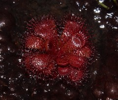 Drosera admirabilis