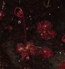 Drosera admirabilis