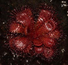Drosera admirabilis